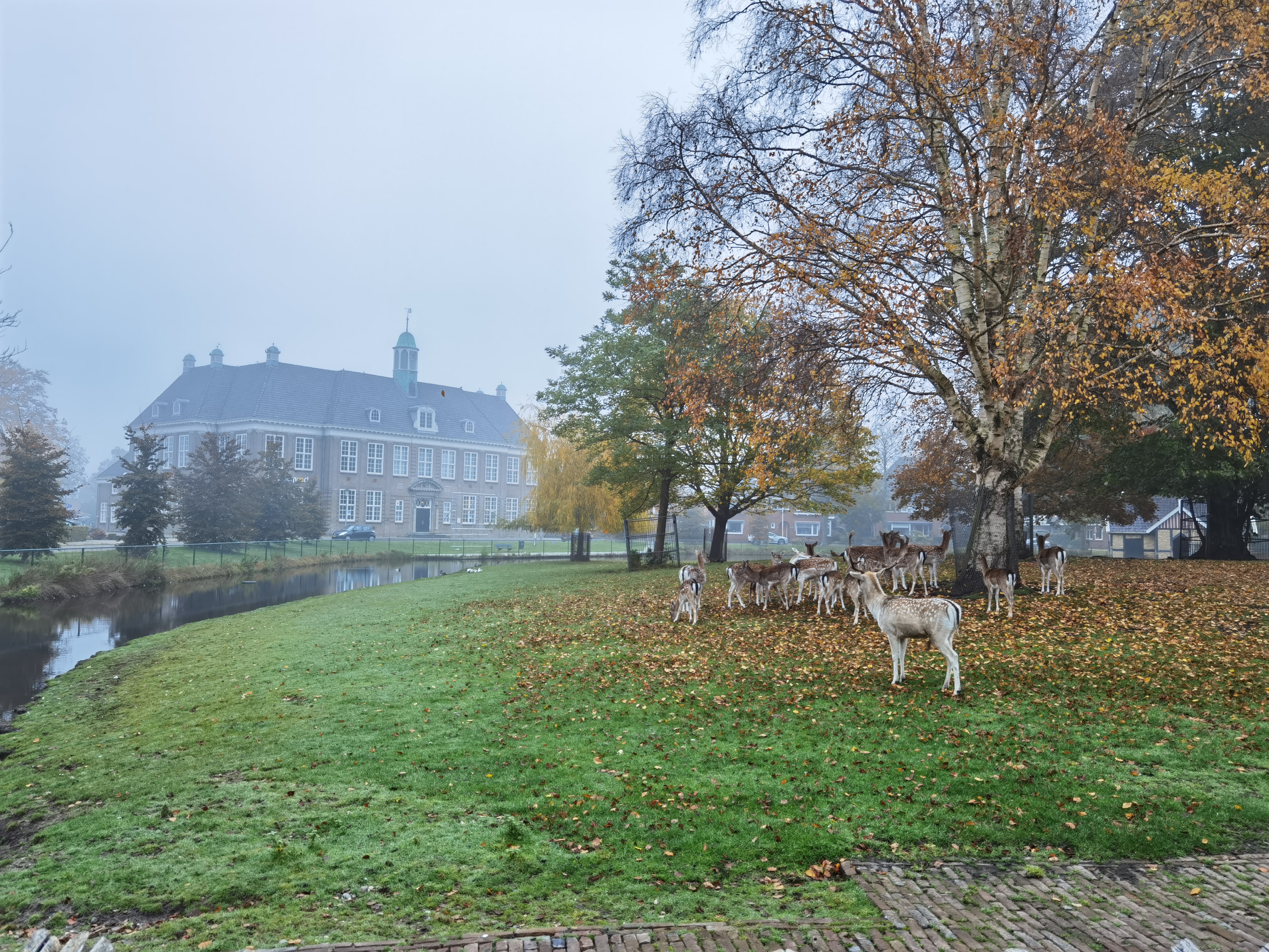 A pocos metros de la biblioteca municipal, en el centro de Veendam, se encuentra una parcela delimitada por un canal. En ella hay ciervos, gallos, gallinas y patos / Daniela Mejía Castaño